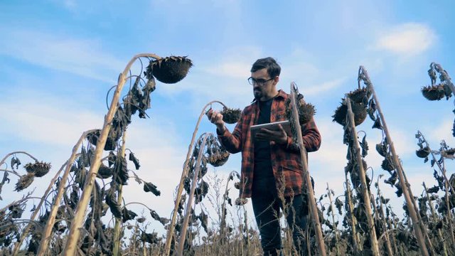 Many dried sunflowers on a field. A farmer inspects sunflowers during a drought, holding a tablet.