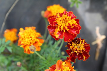 orange flowers in the garden