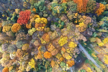 Autumn forest aerial view. Multicolored fall trees in city park. Beautiful colorful seasonal foliage
