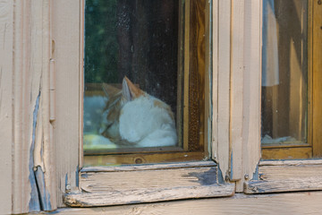 cat in the window
