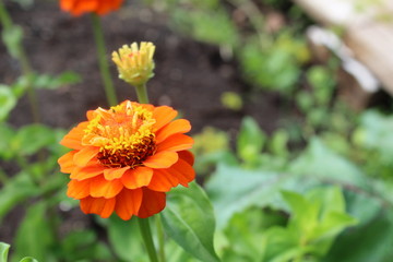 orange flower in the garden