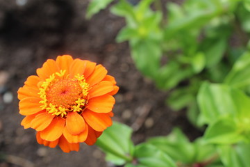 orange zinnia flower in garden
