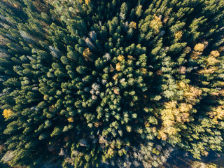 Naklejka na ściany i meble drone image. aerial view of rural area in autumn with yellow and red colored trees from above