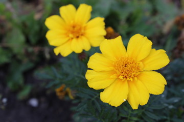 yellow flowers in the garden
