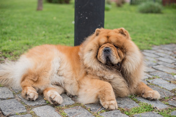 Chow Chow adult dog laying in the streets of Buenos Aires, Argentina.