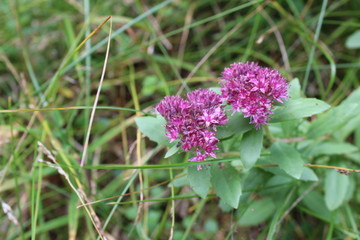 purple flower