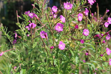 Obraz premium purple flowers in the garden