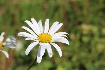 Fototapeta premium daisy in the grass