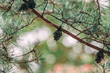 Pine Branch