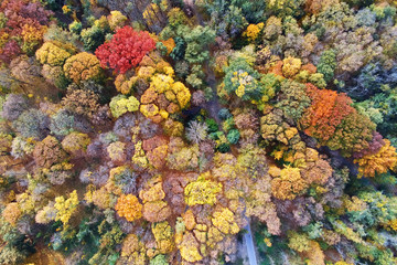 Autumn forest aerial view. Multicolored fall trees in city park. Beautiful colorful seasonal foliage