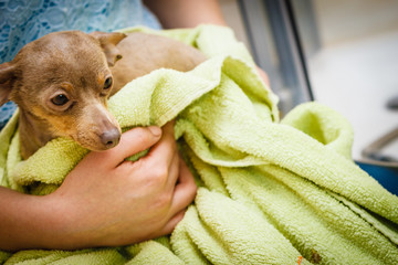 Woman drying pinscher after shower