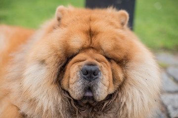 Chow Chow adult dog laying in the streets of Buenos Aires, Argentina.