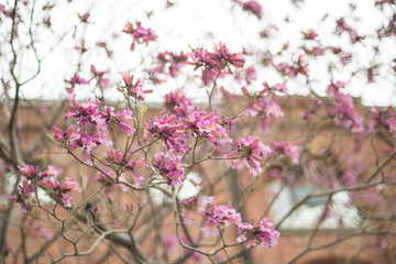 Pink flowers on a tree, with building background in Puerto Madero streets, Buenos Aires, Argentina