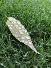 Pointy leaf with raindrops laying in wet grass