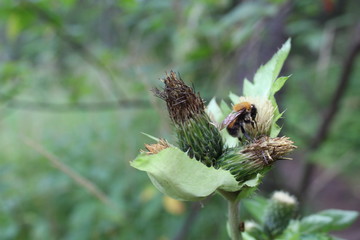 bee collects nectar from the flower