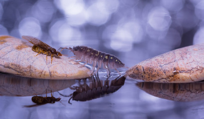 formica volante e porcellino di terra su sassolini in acqua con riflesso e sfondo con bolle