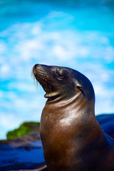 Fototapeta premium Seal on a rock at La Jolla Cove in La Jolla, California