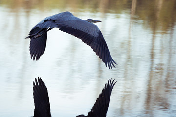 Graureiher im Flug über dem berliner Teufelssee