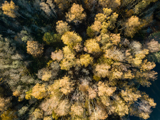 drone image. aerial view of rural area in autumn with yellow and red colored trees from above