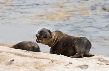 Obraz premium Sea Lion Pup on the Rocky Shore in La Jolla, California 