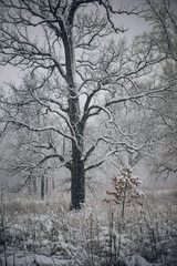 Large old oak tree and a small sapling in a savanna during snow storm 