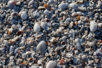 Seashells
