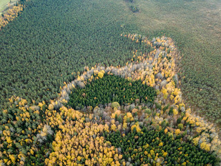 drone image. aerial view of rural area in autumn with yellow and red colored trees from above