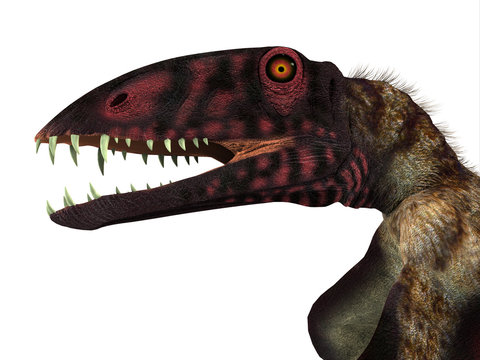 Dimorphodon Reptile Head