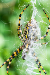 araña