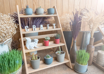 A small cactus pot displayed on wooden shelf in cafe shop with craft label