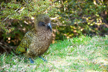 Ein Kea auf der Wiese