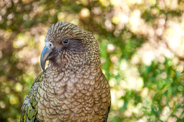 nestorpapagei in Neuseeland