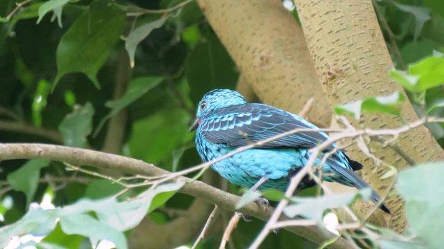 Close up shot of beautiful blue male spangled cotinga (Cotinga cayana) looking around