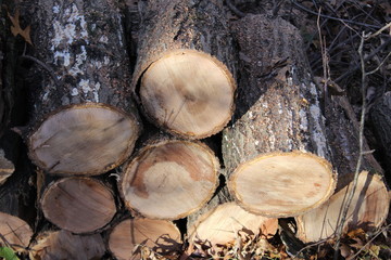 small stack of large logs