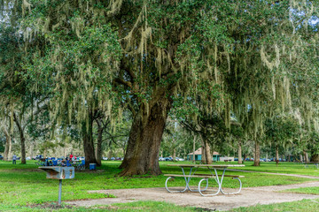 Picnic area beneath an old tree.dripping with spanish Moss