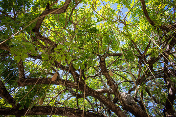 Tree and sky