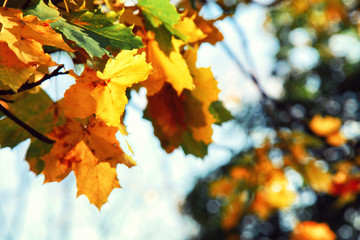 Naklejka na ściany i meble Goldener Herbst