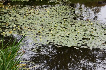 Water poppy