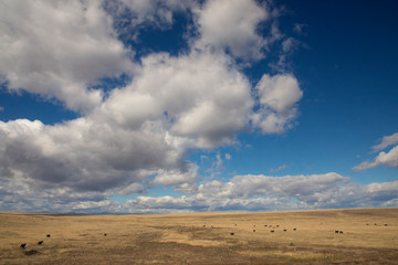 Cattle dot the landscape beneath huge skies in New Mexico, seen from the Amtrak train Southwest Chief