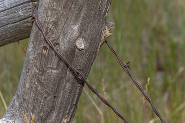 Old post with barbwire
