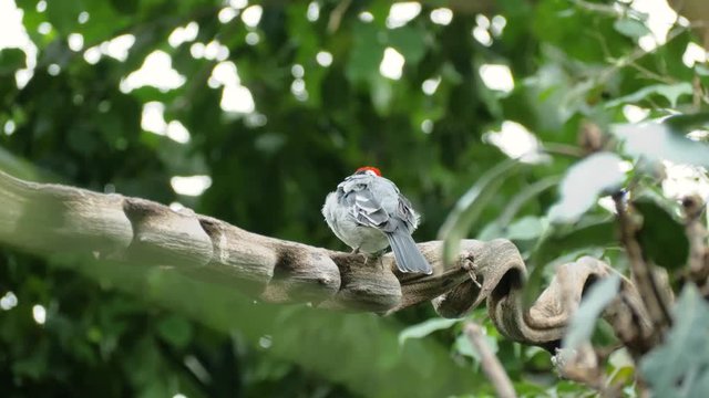Close up shot of red-cowled cardinal (Paroaria dominicana) on branch looking away
