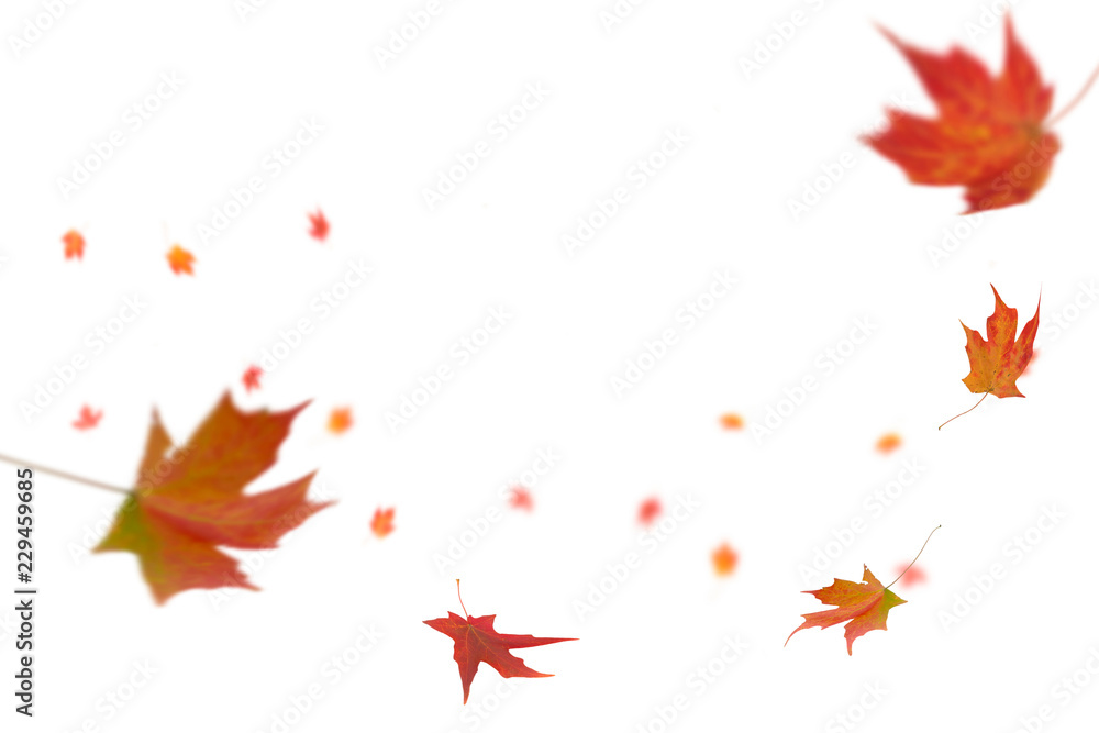 Wall mural falling autumn leaves