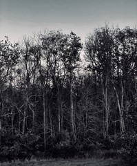 Black and white treeline 