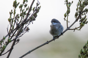  lesser whitethroat (Sylvia curruca)  baby