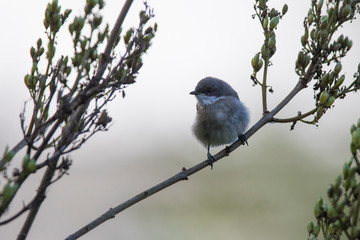  lesser whitethroat (Sylvia curruca)  baby