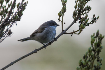  lesser whitethroat (Sylvia curruca)  baby