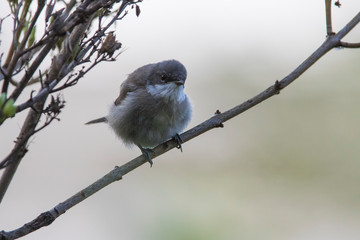  lesser whitethroat (Sylvia curruca)  baby