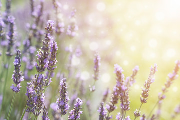 LAVENDER  FLOWER IN SUMMER TIME WITH BEAUTIFUL BOKEH LIGHT