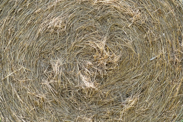 CLOSE UP IMAGE OF ROLL OF HAY (FOR BACKGROUND)