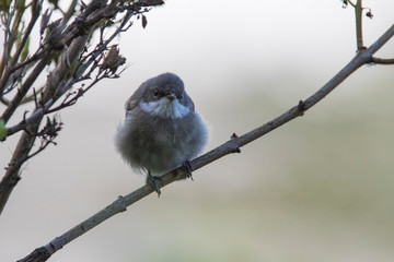  lesser whitethroat (Sylvia curruca)  baby